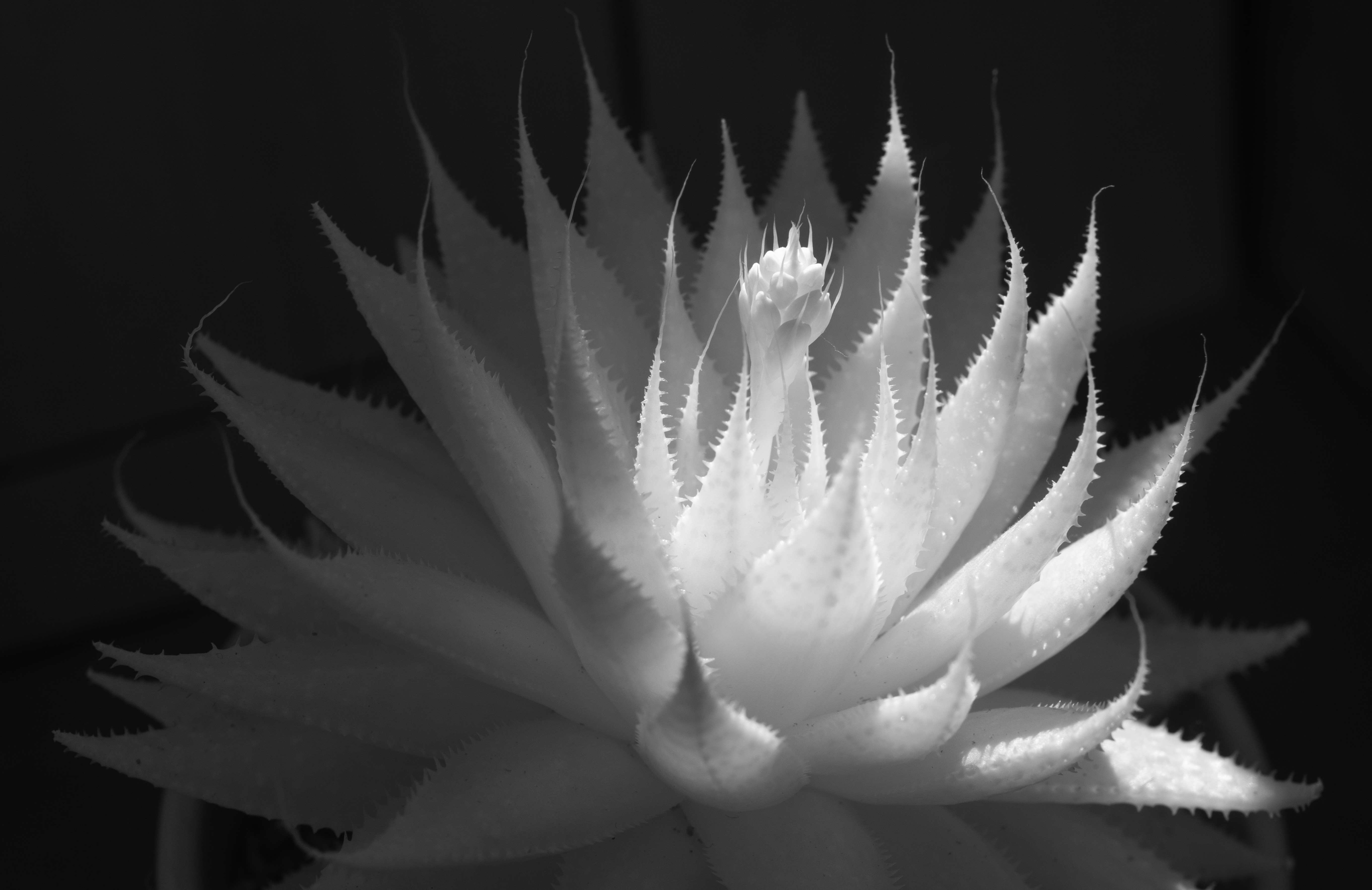 Infrared Close Up of Small Succulent Plant Beginning to Bloom.